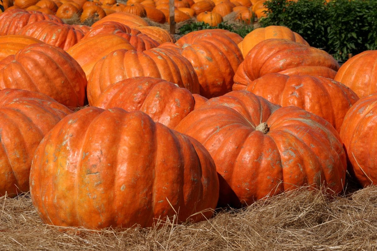 field with large pumpkins
