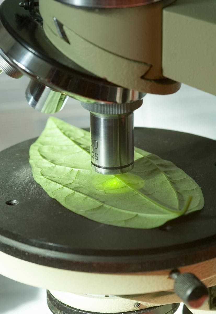 Is Plant Cell Culture Like GMO?
