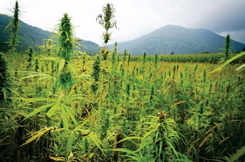 There’s a surplus of hemp in the market. What happens in 2021?