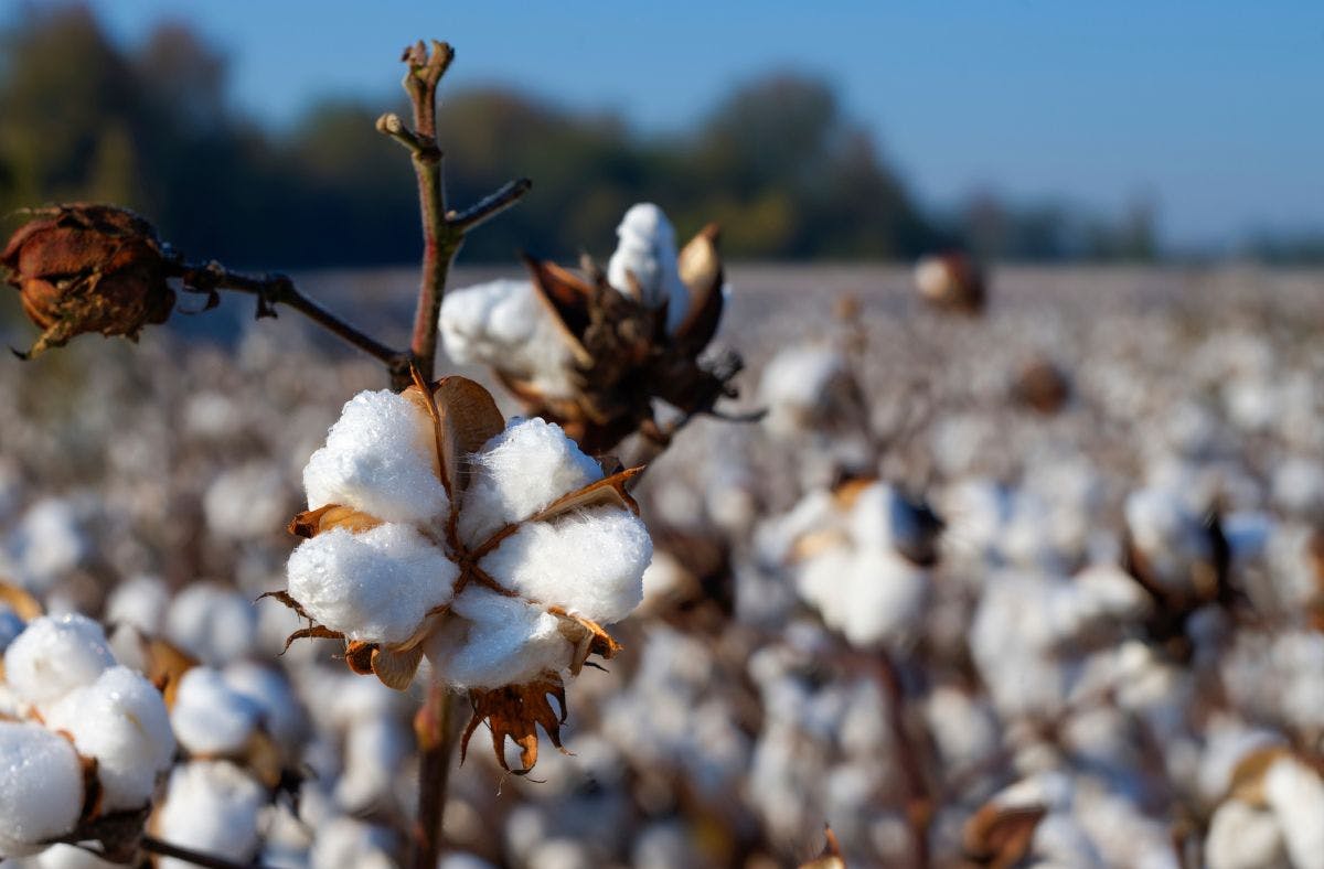 cotton field, with closeup of cotton plant