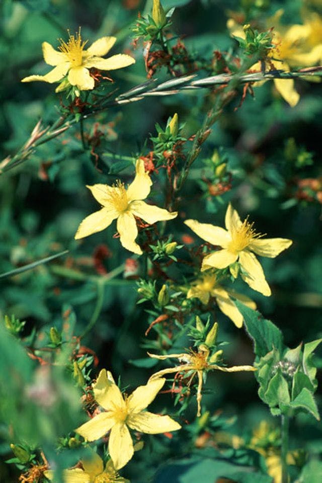 CSPI Says It Will Ask FDA for St. John’s Wort Warning Label