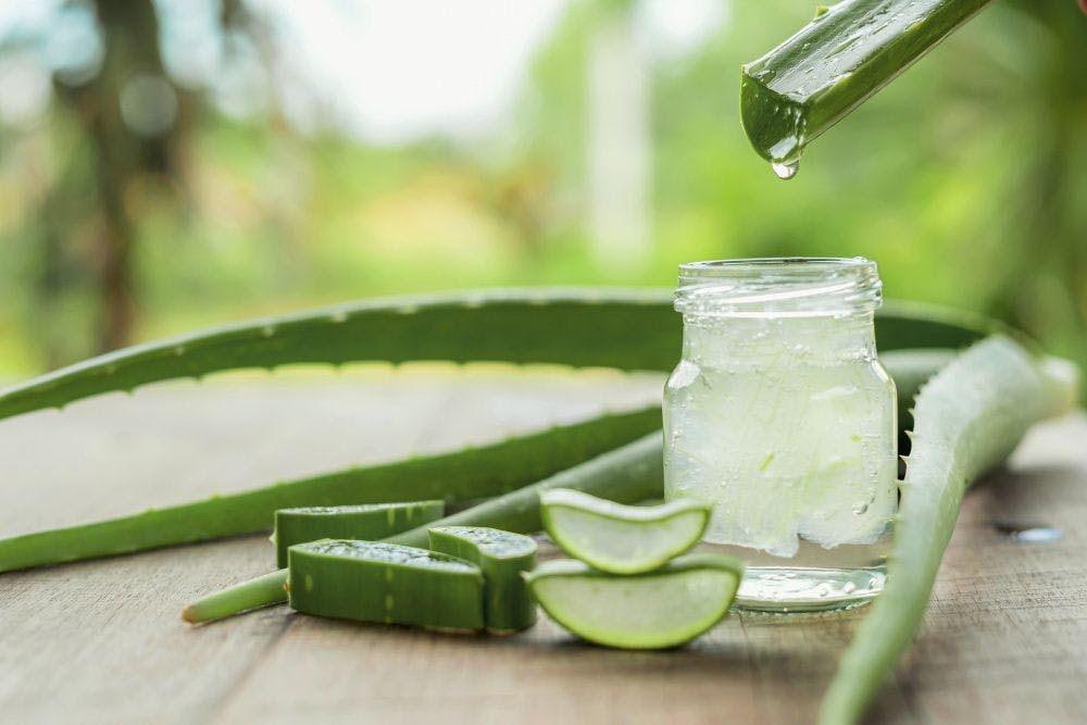 Aloe vera is trending again. What do we know about this versatile plant?