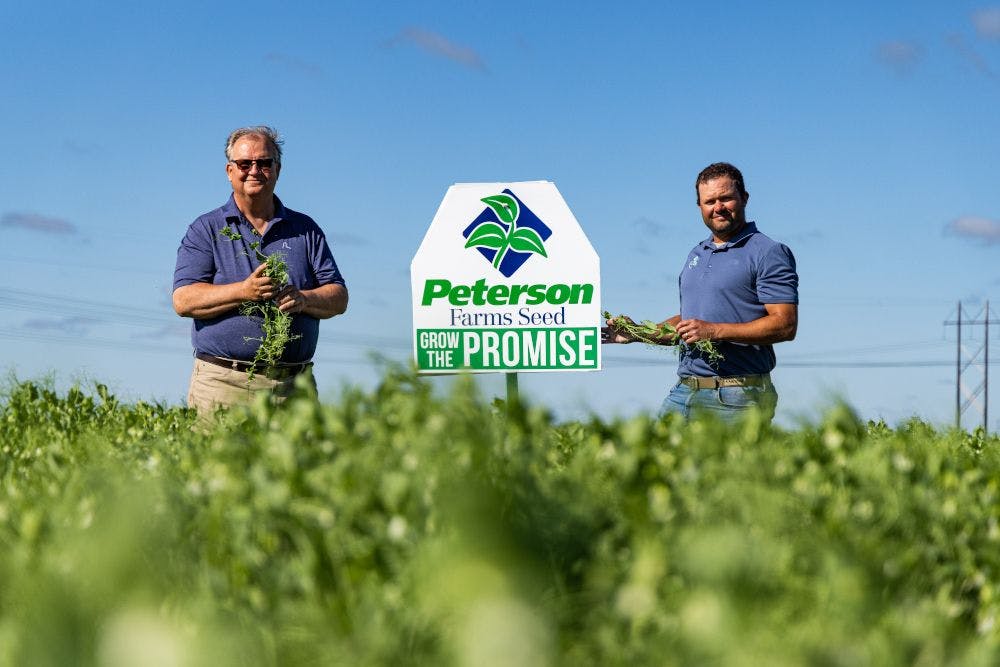 Pictured (L to R): Carl Peterson, president of Peterson Farms Seed, and Rick Swenson, agronomy lead, are pictured monitoring a field of pea crops growing in flowering stage. Image Credit: Peterson Farms Seed