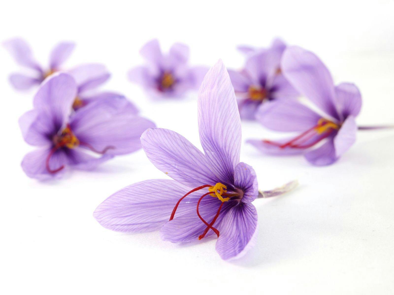 six saffron flowers