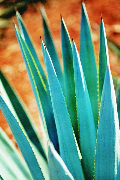 Is Agave Syrup Still a Promising Sweetener?