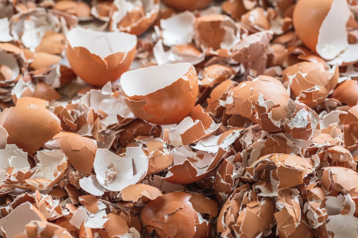 closeup of peeled eggshells
