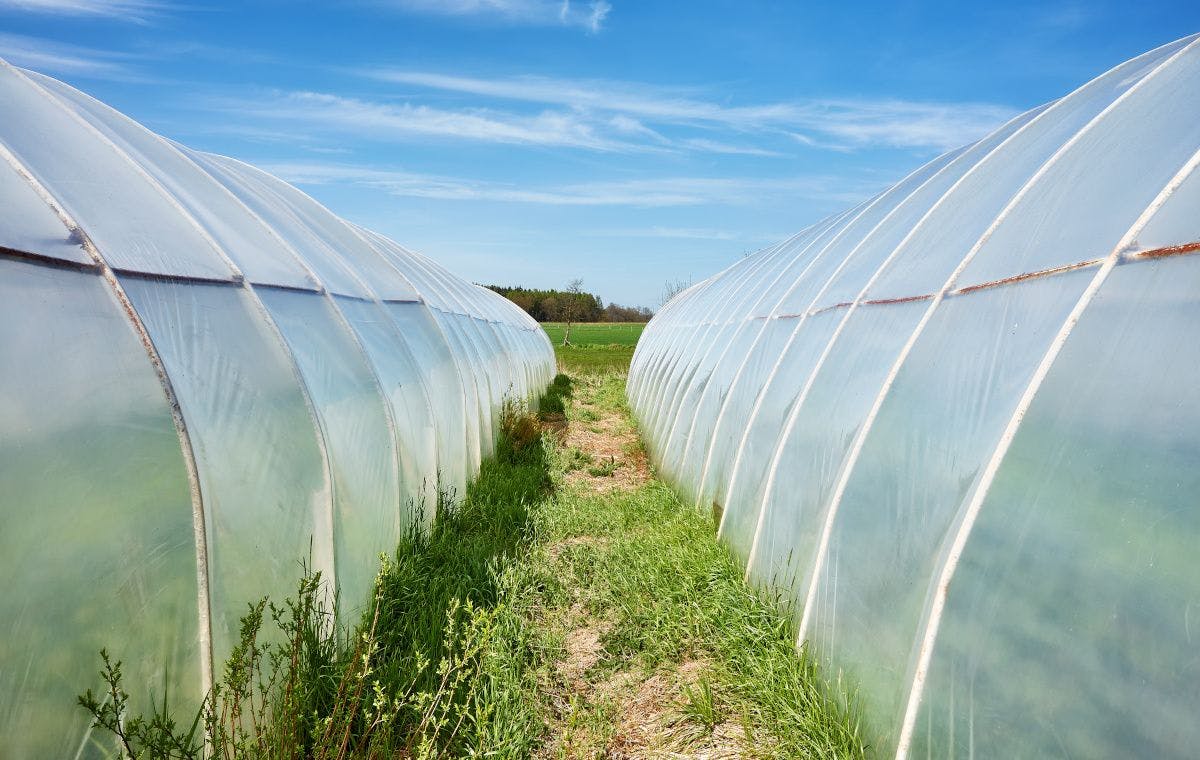 hoop houses for high tunnel production