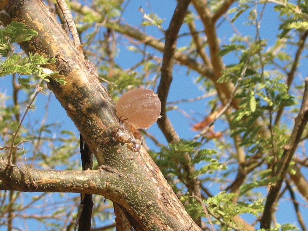 Acacia gum. Image courtesy of Nexira.