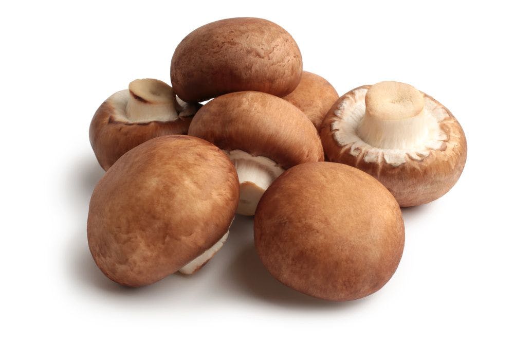 Agaricus mushrooms are popular