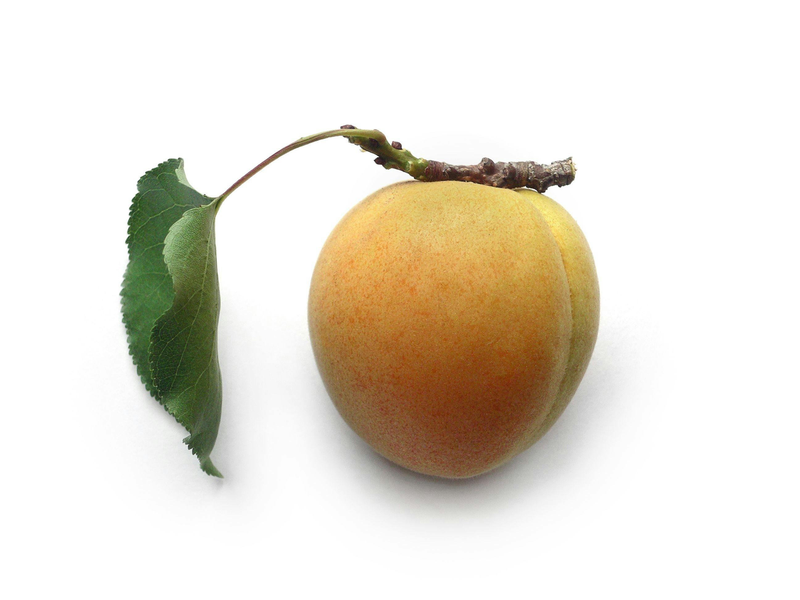 U.S. apricot growing