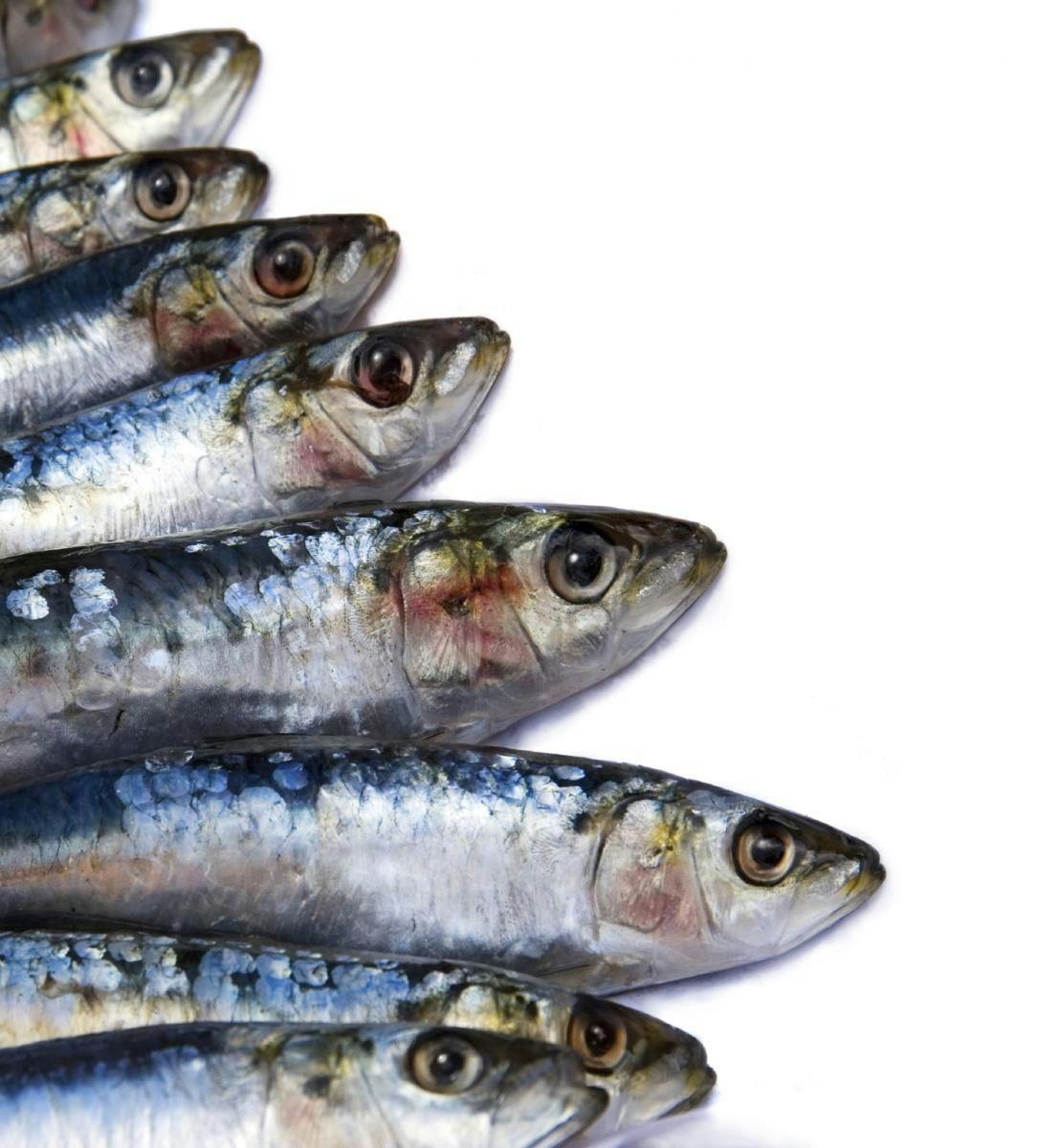 Fatty Fish Intake Cognitive Benefits Mostly Neutral in Preschool Children, Study Suggests