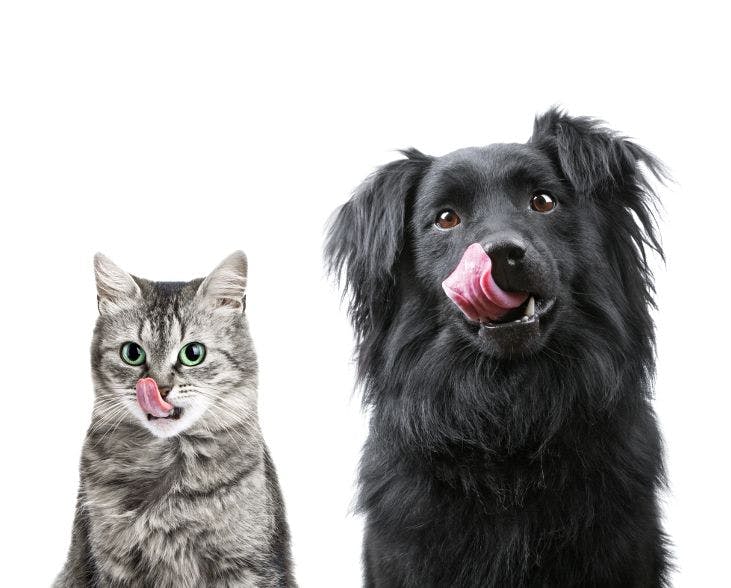 Pet Food Trends: Clean Label, Grains, Health Benefits, and More