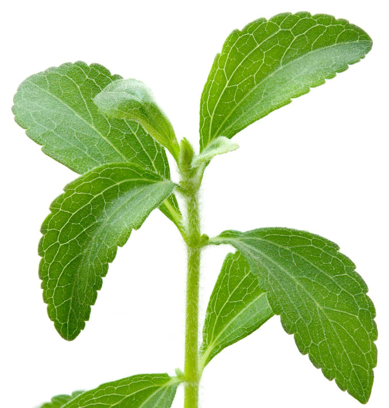 Why Is Organic Stevia So Difficult to Achieve?